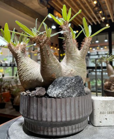 パキポディウム　グラキリス 多頭発根済み鉢植え（検 塊根植物　多肉植物　パキプス パキポディウム グラキリス 多頭発根済み鉢植え（検 塊根植物