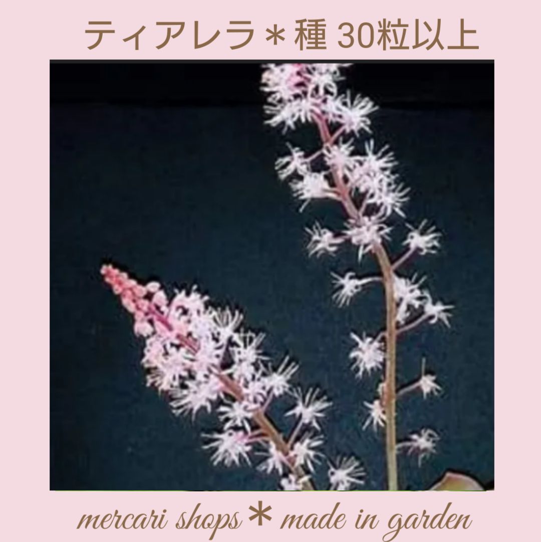 ティアレラ シルベラード＊種30粒以上 - Made in garden - メルカリ