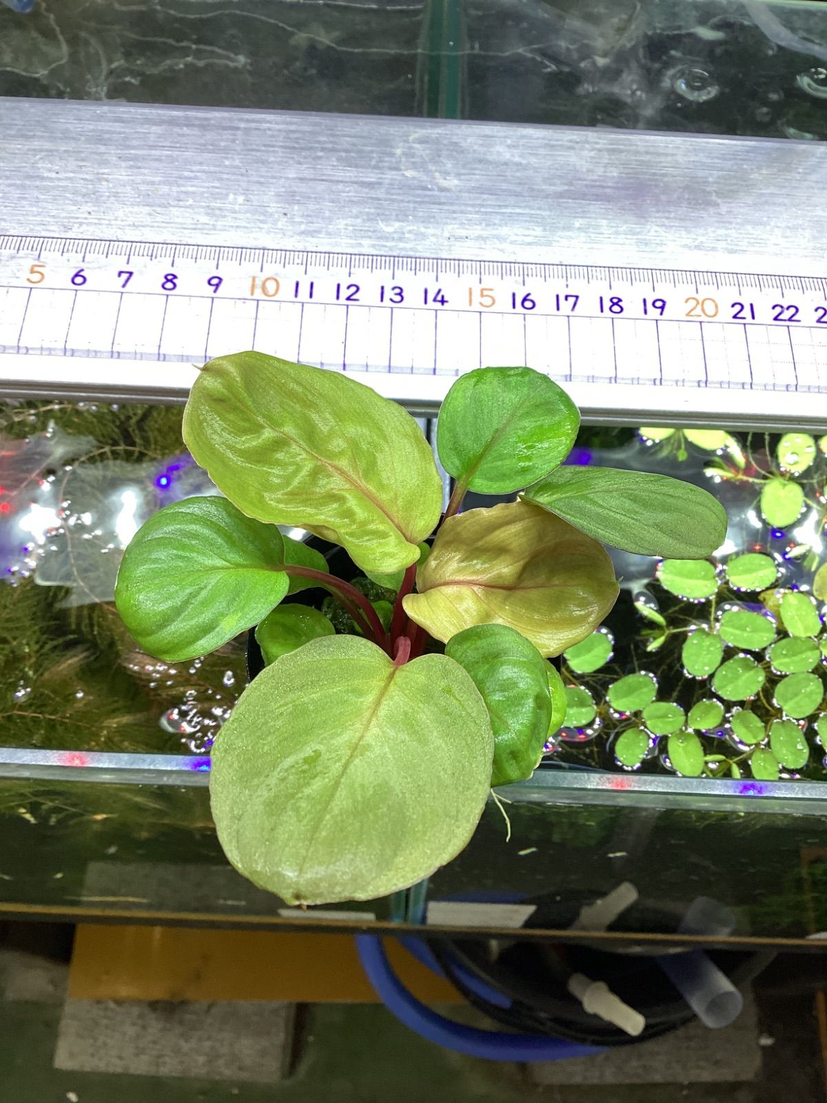 Homalomena Rec176 K0623-f1 ②