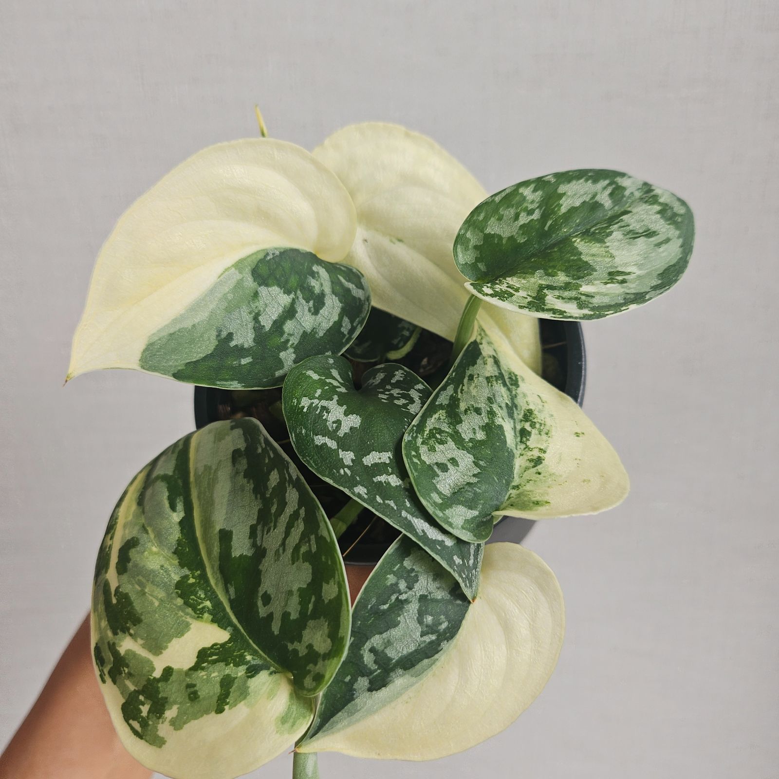 CDプレーヤー ジャンク品 54台まとめセット