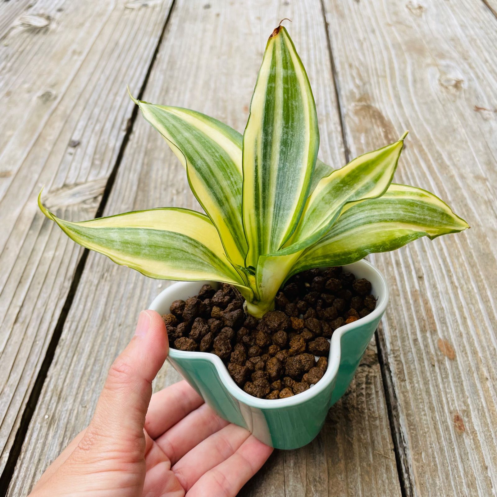 メルカリshops サンセベリア サンスベリア ゴールデンハニー 抜き苗