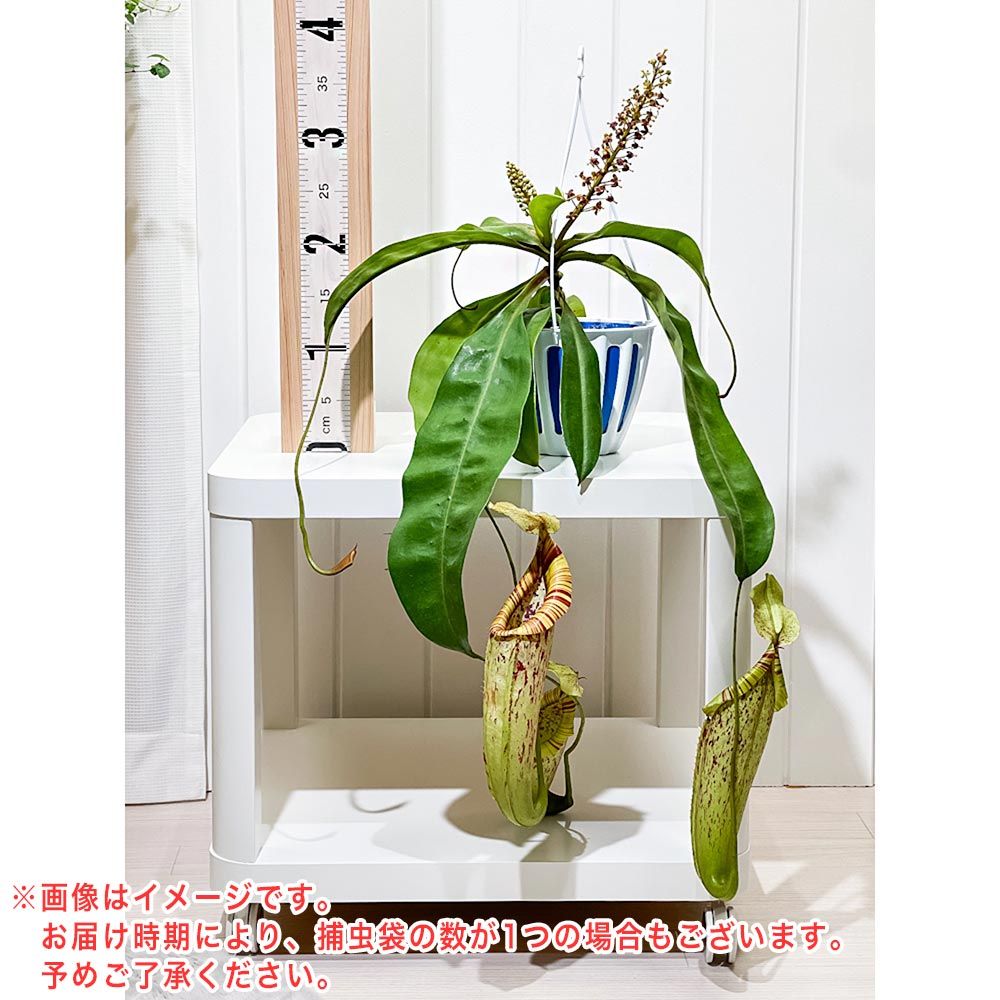 立派！ 食虫植物 ネペンテス ダイエリアナ　ダイエリアーナ　5号　吊り　495 PLANCHU 食虫植物 ネペンテス ダイエリアナ 5号吊り鉢 育て方