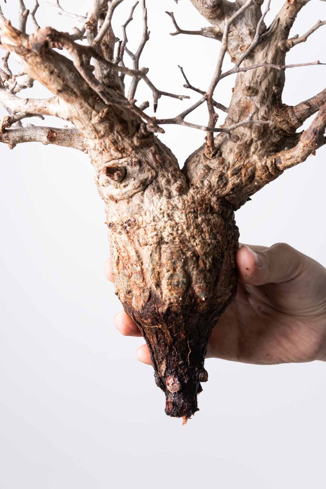 MP121 オペルクリカリア パキプス コーデックス ベアルート株 pachypus