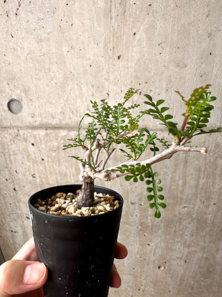 現品限り】オペルクリカリア・パキプス 根挿し【AE4】 Operculicarya