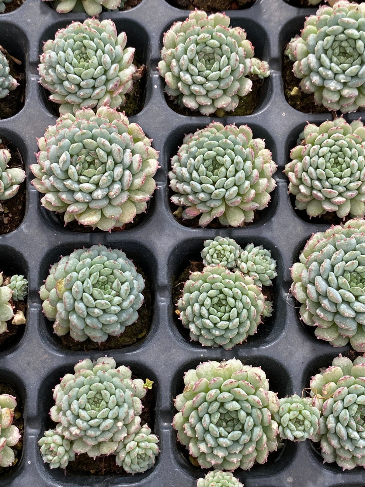 新入荷 ヴィンセント・カトー 鮮やかな105苗セット 土と根付き 多肉