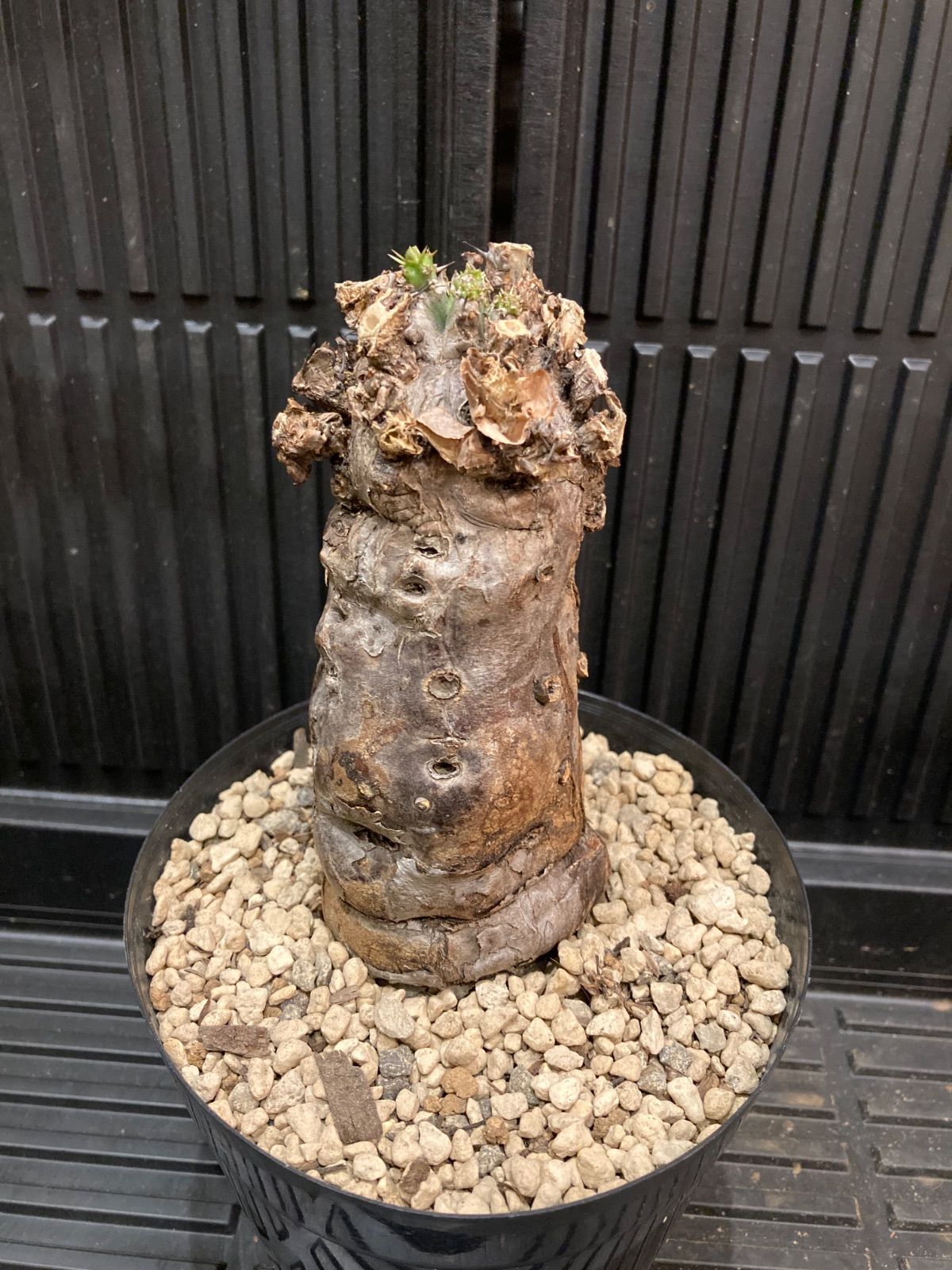 100%新品，低価】 ユーフォルビア ムランジーナ Euphorbia mlanjeana