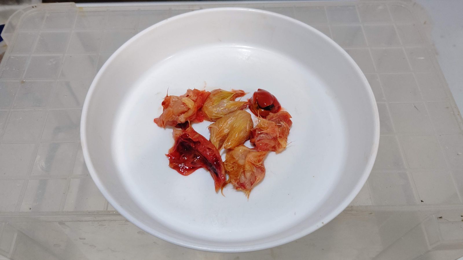 えいじ　送料無料冷凍ヒヨコ200羽 冷凍ヒヨコ 冷凍ひよこ 箱詰め12Kg（約300羽）の販売情報