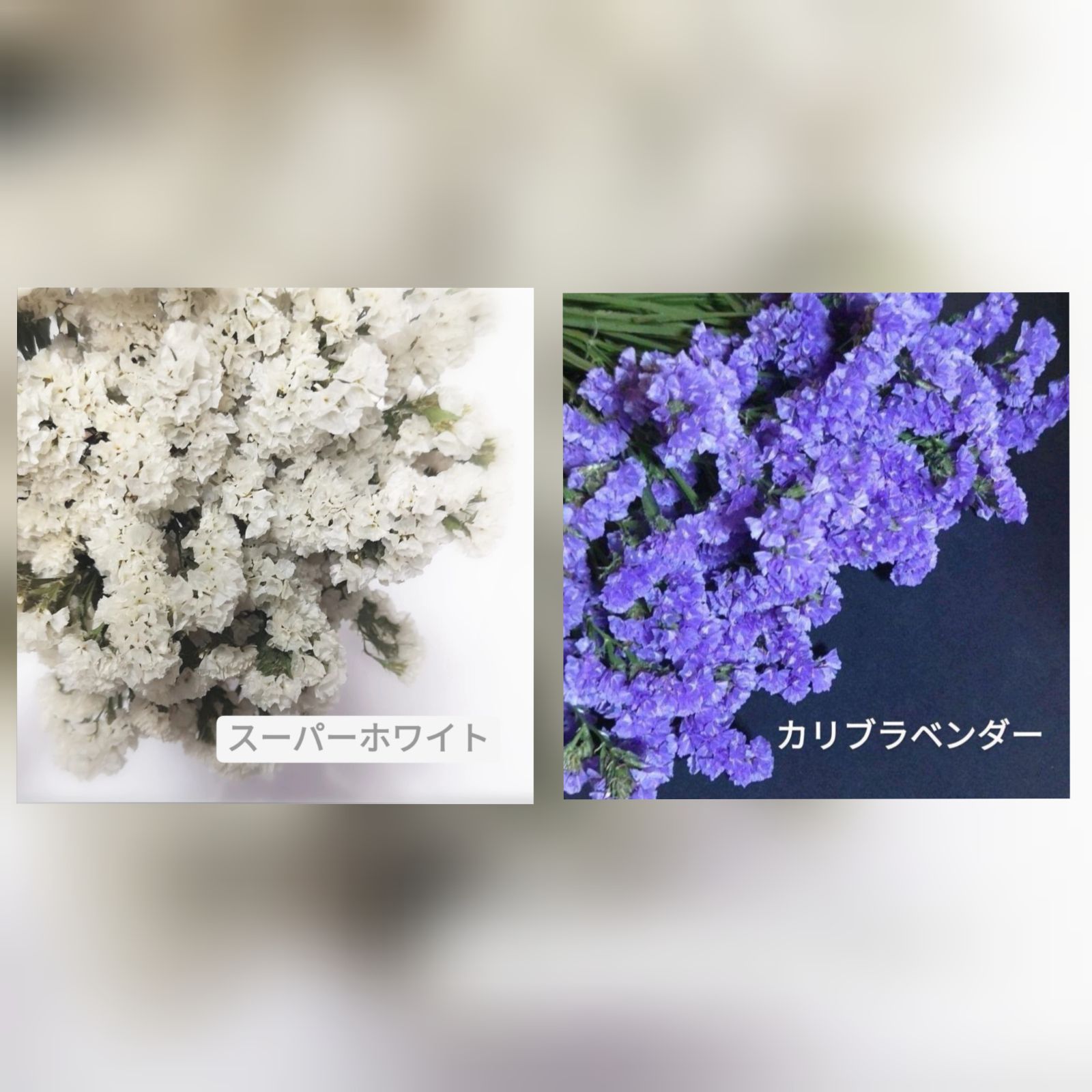 ❀RÊVIA様専用です❀】スーパーホワイト、カリブラベンダ - ❀ふっくり