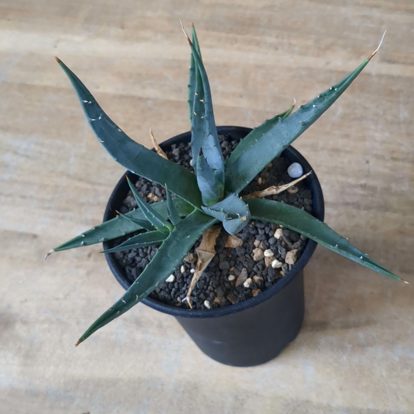 アガベ ユタエンシス ネバデンシス【現品】鉢のまま発送 C