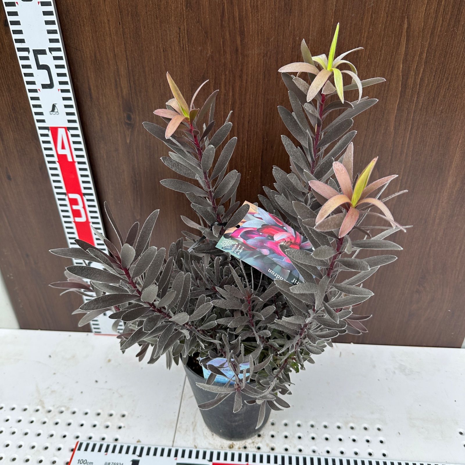 現品 ④ リューカデンドロン デュリフ 5号 オージープランツ