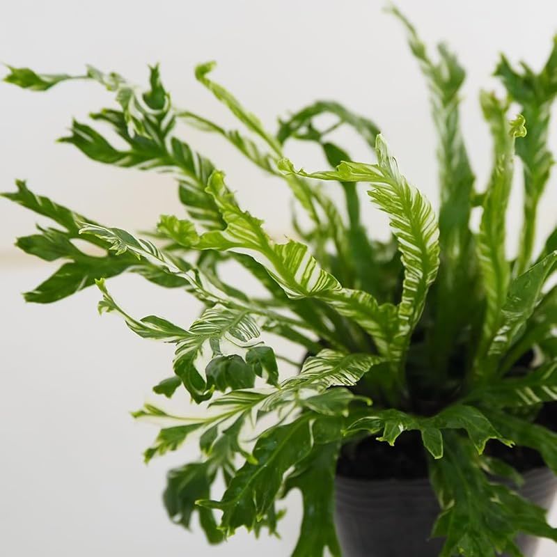 ＩＴＡＮＳＥ アスプレニウム ニダス バリエガータ シマオオタニワタリ 3号 3個セット 観葉植物 学名 Asplenium nidus variegata タイプ チャセンシダ科 常緑多年草 シダ植物 波打った葉が美しい タニワタリの一