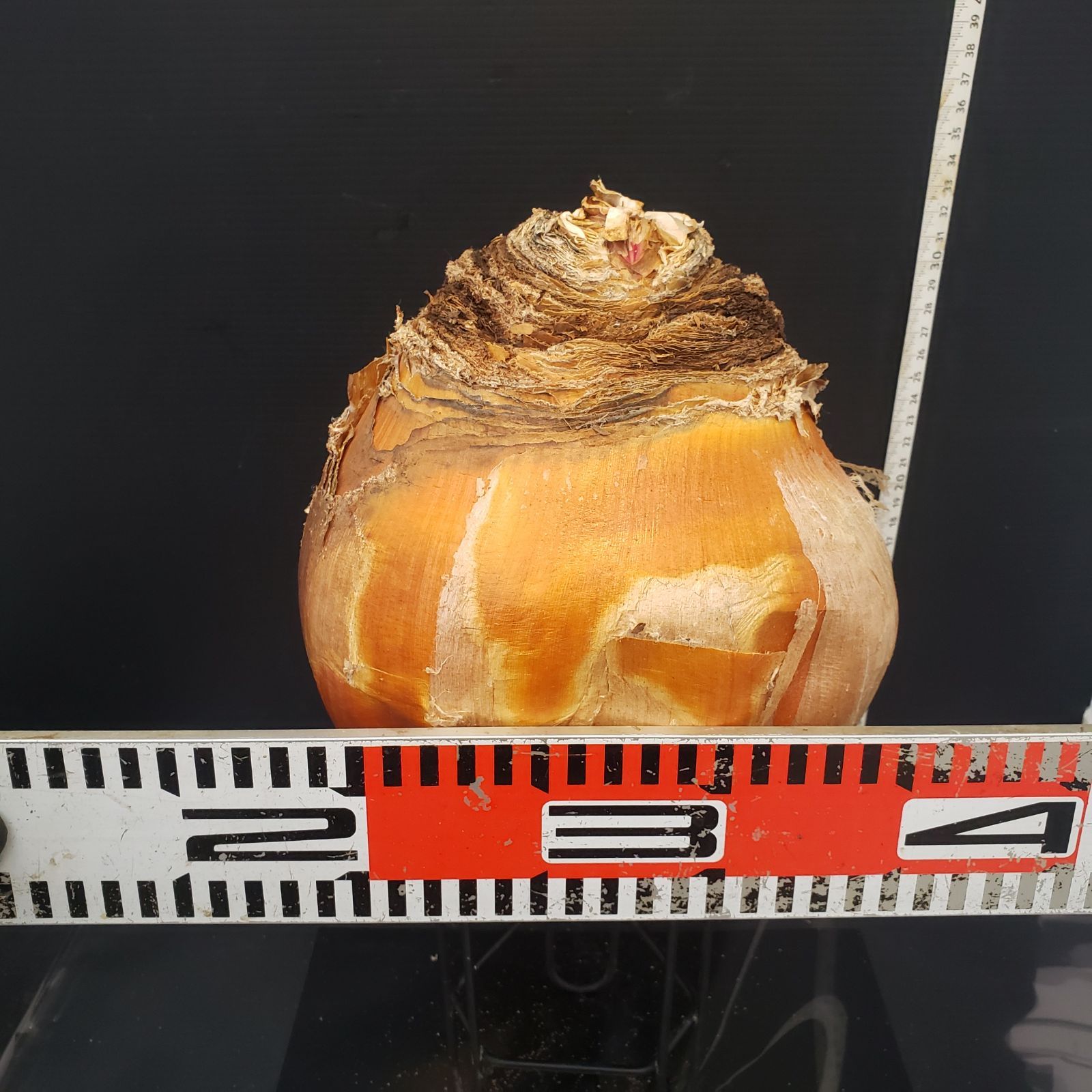 Z407 最新到着 Boophane ハエマンソイデス 現地球 抜き苗 球根植物 ブーファン ハエマンソイデス