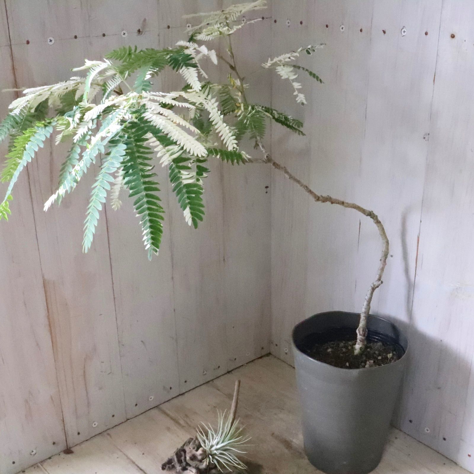 希少♡斑入り♡エバーフレッシュ♡ネムの木♡観葉植物♡インテリア