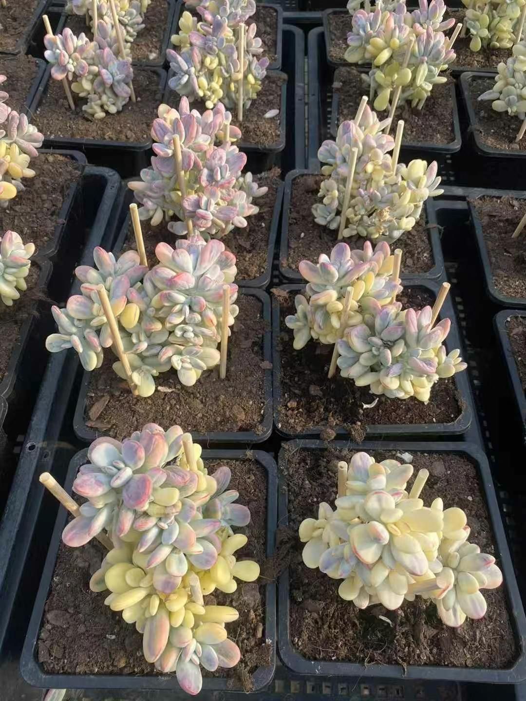抜き苗 ピンポン MY241×15株 ふっくら 多肉植物 エケベリア サボテン 韓国苗 新入荷