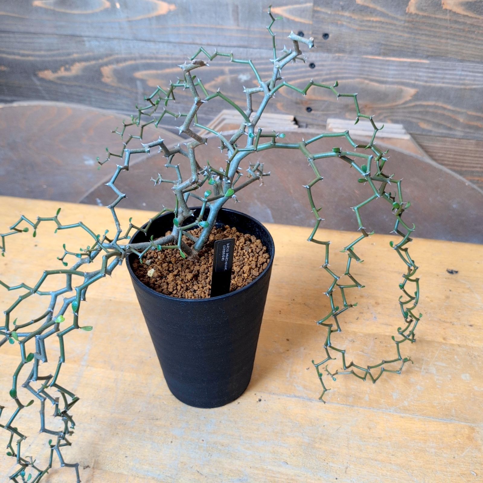 デカリア マダガスカリエンシス【 ジグザグの木 ショップ 】鉢のまま