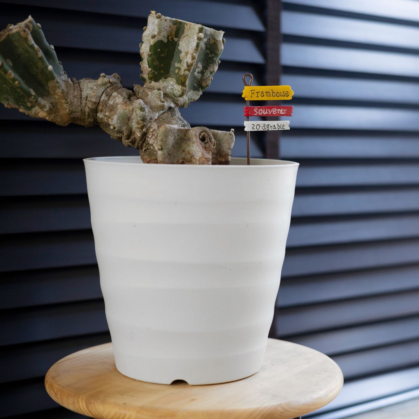 柱サボテン ブランチ 鬼面角 7号 Branch 石化サボテン 観葉植物 - メルカリ