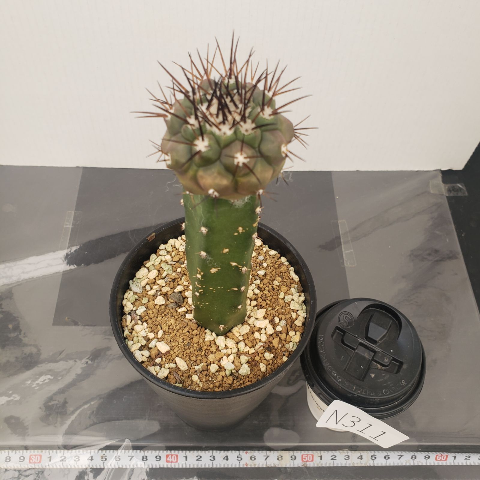 黒王丸 実生 鉢植えメルカリ便送料込み 黒王丸 実生 台付 - メルカリ
