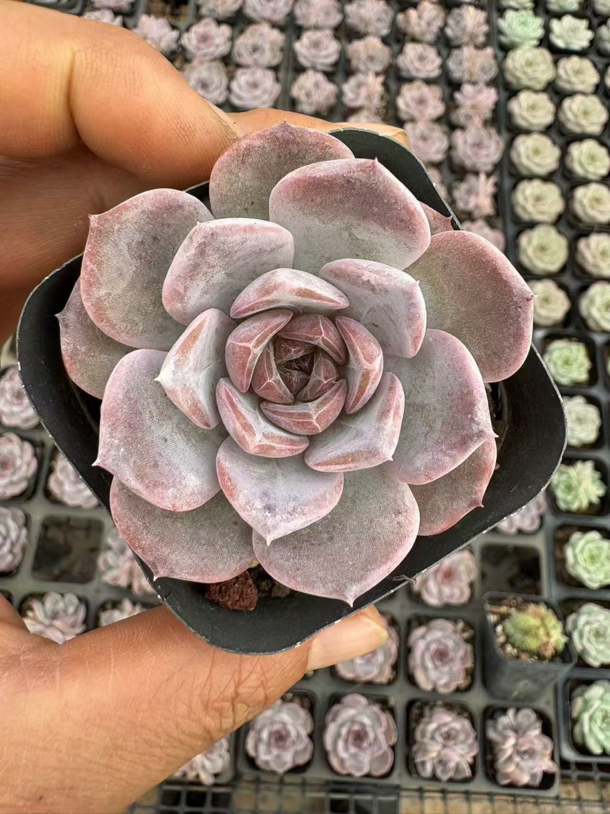 男*屋様 K1278　フェスティブス　50株　多肉植物 抜き苗 エケベリア 韓国 K1278 フェスティブス 50株 多肉植物 抜き苗 エケベリア 韓国苗