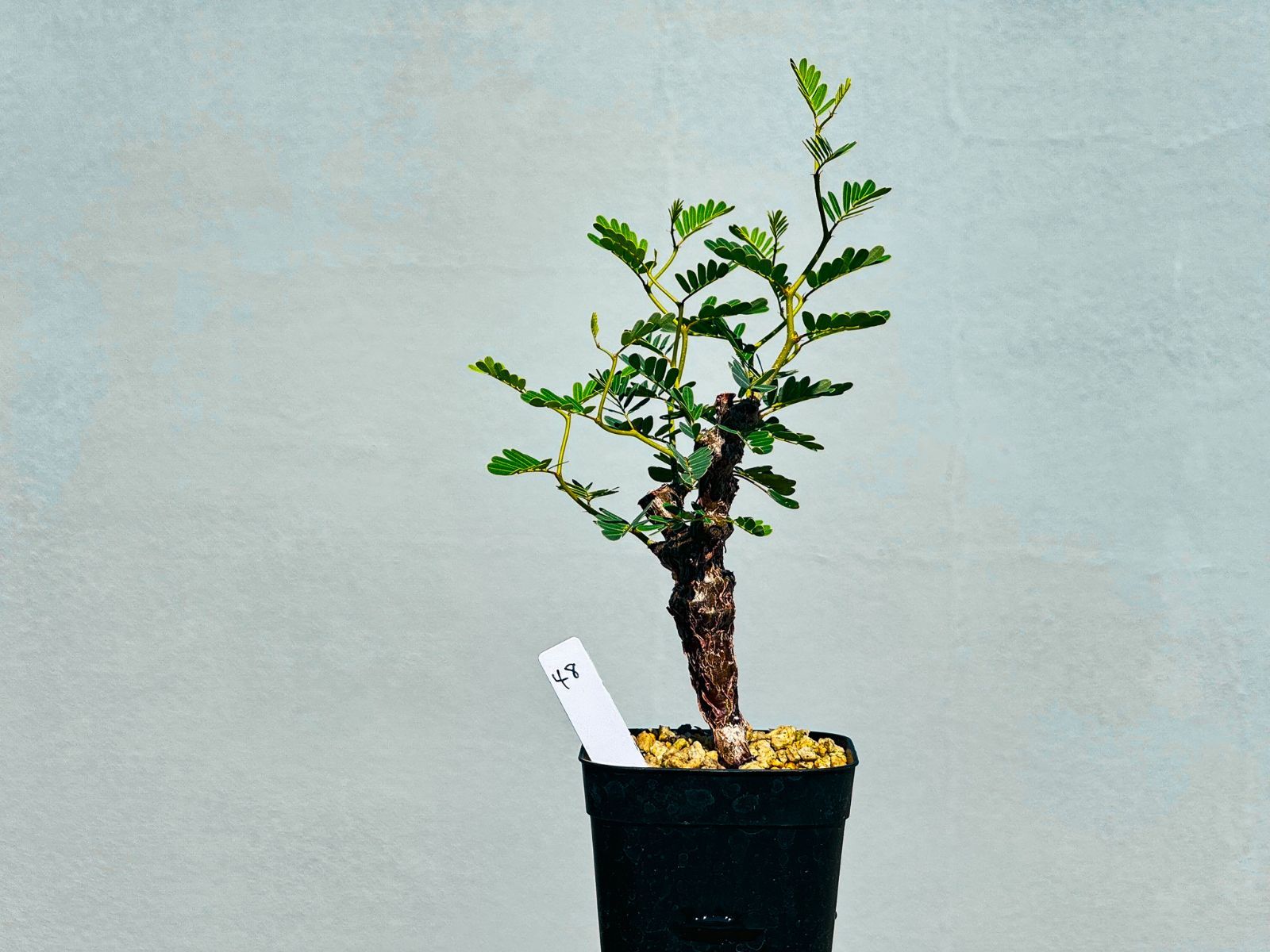 センナ・メリディオナリス48 - メルカリ