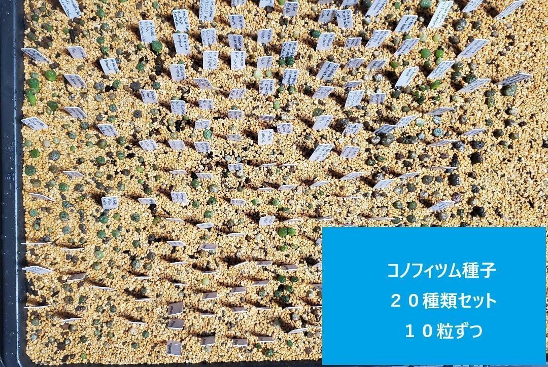 コノフィツム　おまかせ種子20種類　10粒ずつセット コノフィツム おまかせ種子20種類 10粒ずつセット