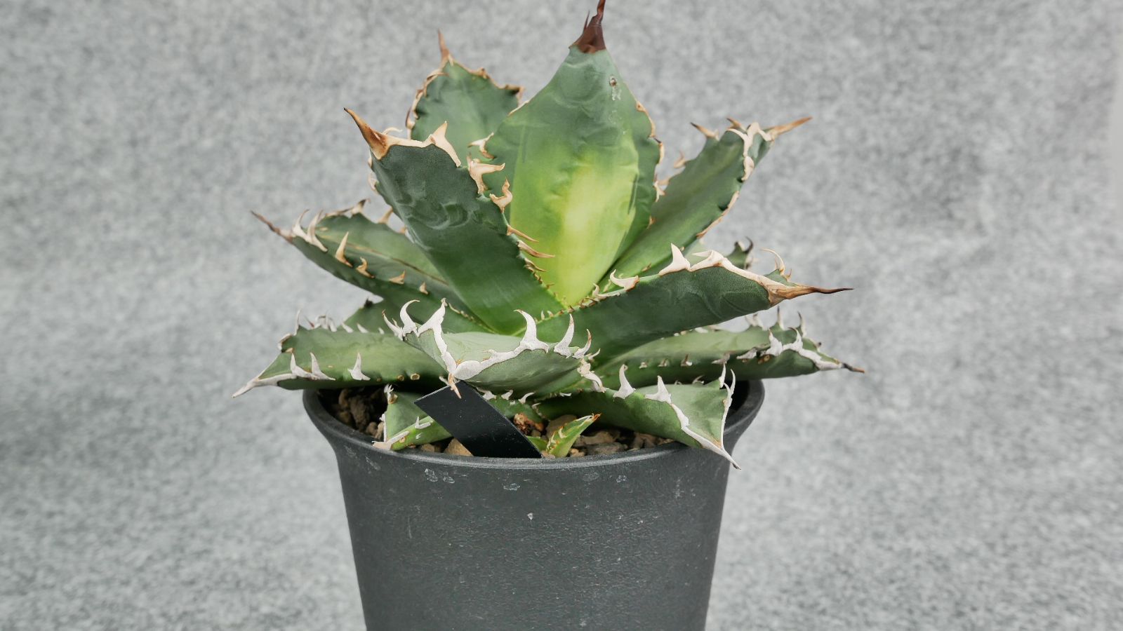 鉢ごと発送】アガベ チタノタ 夕映厳龍 / Agave Titanota