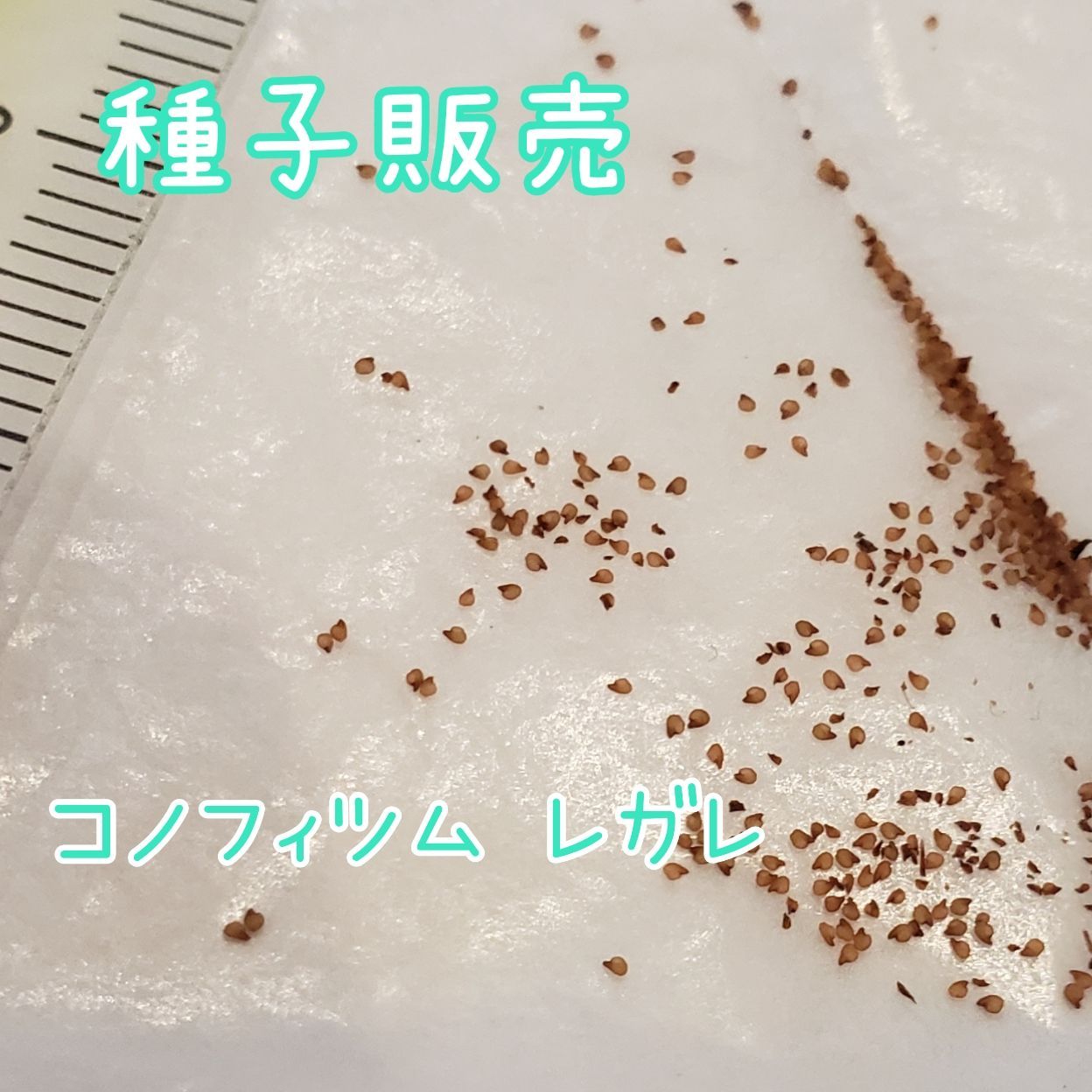 種子10粒 コノフィツム レガレ 多肉植物 Conophytum regale