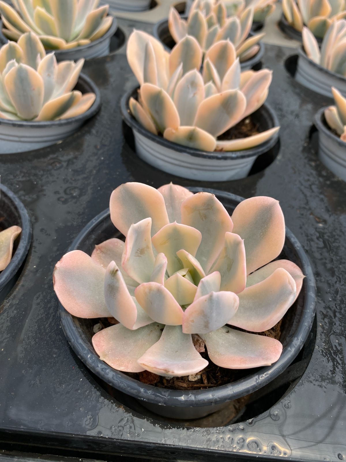 40株の抜き苗セット】ムーンストーン 多肉植物 佐川急便発送