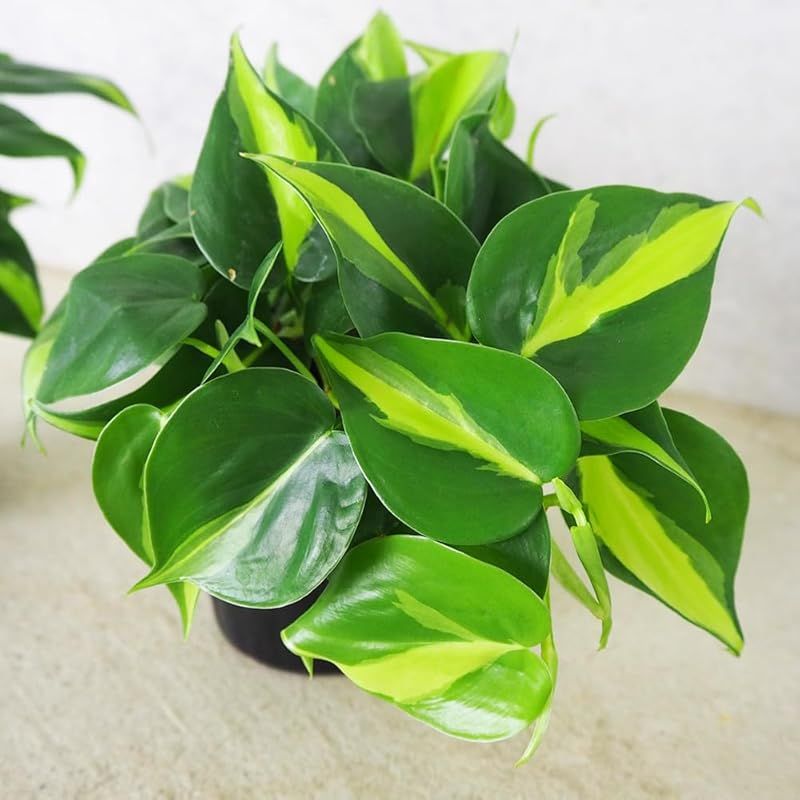 ＩＴＡＮＳＥ フィロデンドロン ブラジル 3号 6個セット 品種で選べる観葉植物 縦に入ったカラフルな斑が魅力 小さいながらも存在感があり インテリアグリーンにも使えます ハンギング仕立てにしても◎