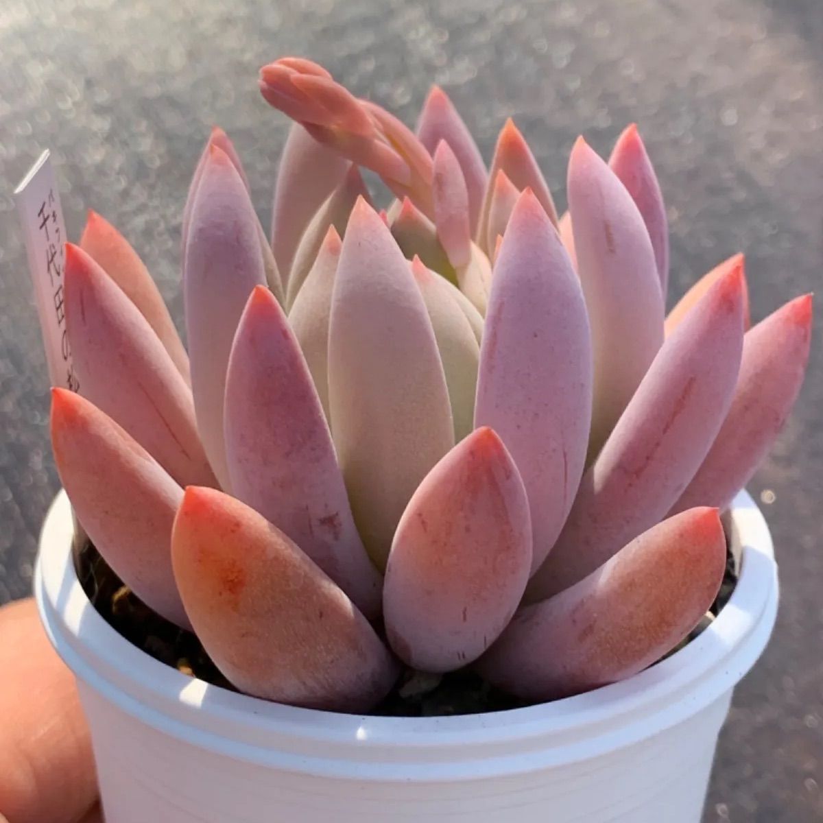 多肉植物 千代田の松 抜き苗 2苗ロンギフォリウム