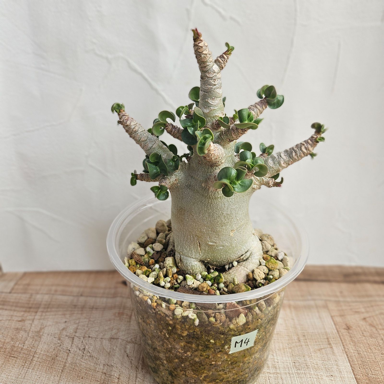 M4《 Adenium Arabicum D.H.A》アデニウム アラビカム 獅子葉