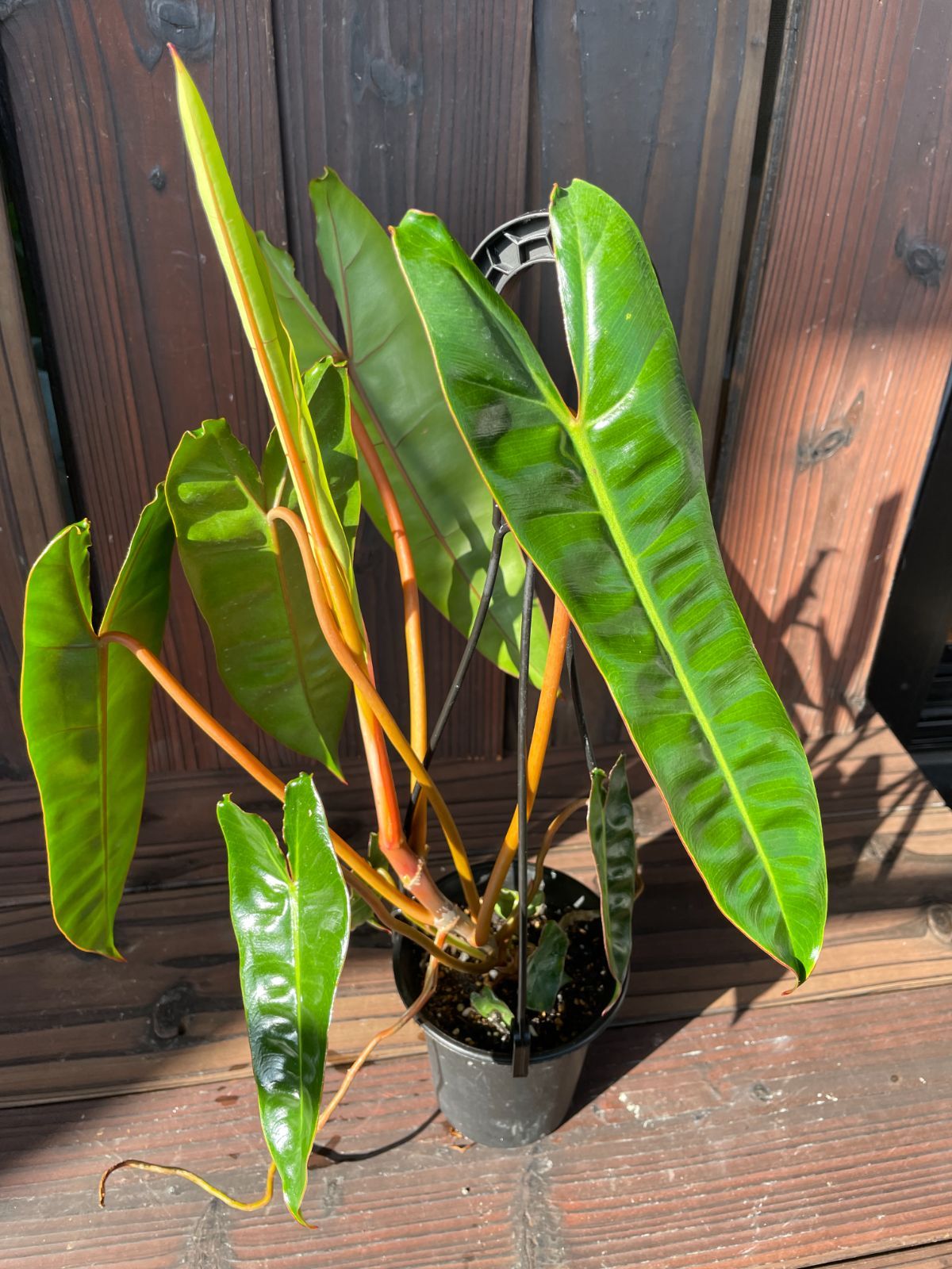 フィロデンドロン ビレッティア 3.5号 081015a 観葉植物 Philodendron bipinnatifidum 緑禅グリーン