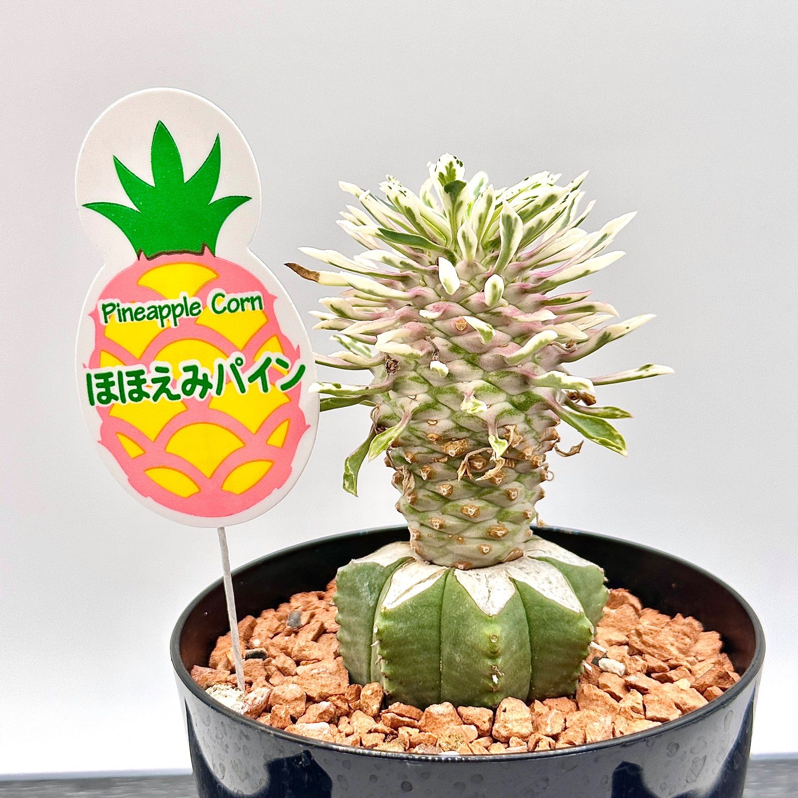 希少 斑入り ほほえみパイン ユーフォルビア 3.ユーフォルビア 希少 斑入り ほほえみパイン ユーフォルビア 3.ユーフォルビア