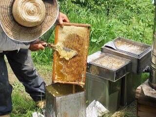 2023年産 国産 百花蜜はちみつ 2.4キロ 1升瓶 - おじいちゃんの