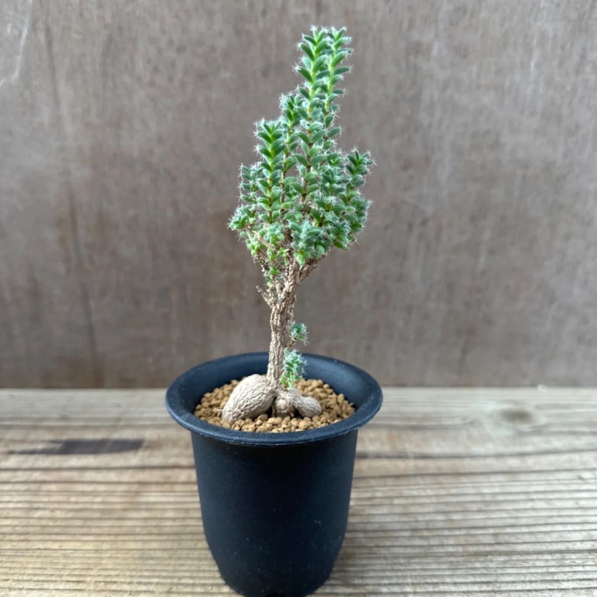 トリコディアデマ ブルボスム④ Trichodiadema bulbosum  姫紅小松 2.5号 観葉植物 観葉 植物 珍奇植物 珍奇 珍しい 塊根植物 塊根 コーデックス メセン インテリア プレゼント おしゃれ かわいい おうち時間 グリーン