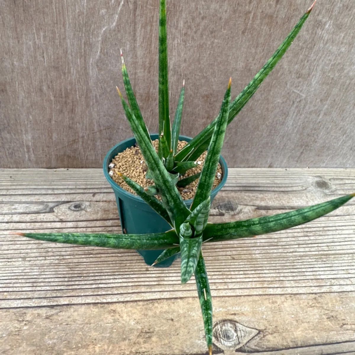 サンセベリア フランシシー② Sansevieria francisii サンスベリア フランシー 現品 観葉植物 観葉 植物 珍奇植物 珍奇 珍しい  レア 希少 インテリア プレゼント おしゃれ かわいい ミニ 小さい おうち時間 グリーン アートプランツ - メルカリ