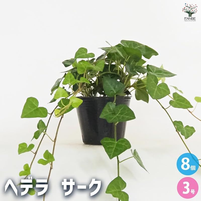 ITANSE ヘデラ サーク ハートヘデラ 3号 8個セット 品種で選べる観葉植物 学名 Hedera helix Sark ウコギ科 別名 アイビー セイヨウキヅタ フユヅタ 冬蔦 英名 Heart Ivy 葉は5裂片に分かれており 比較