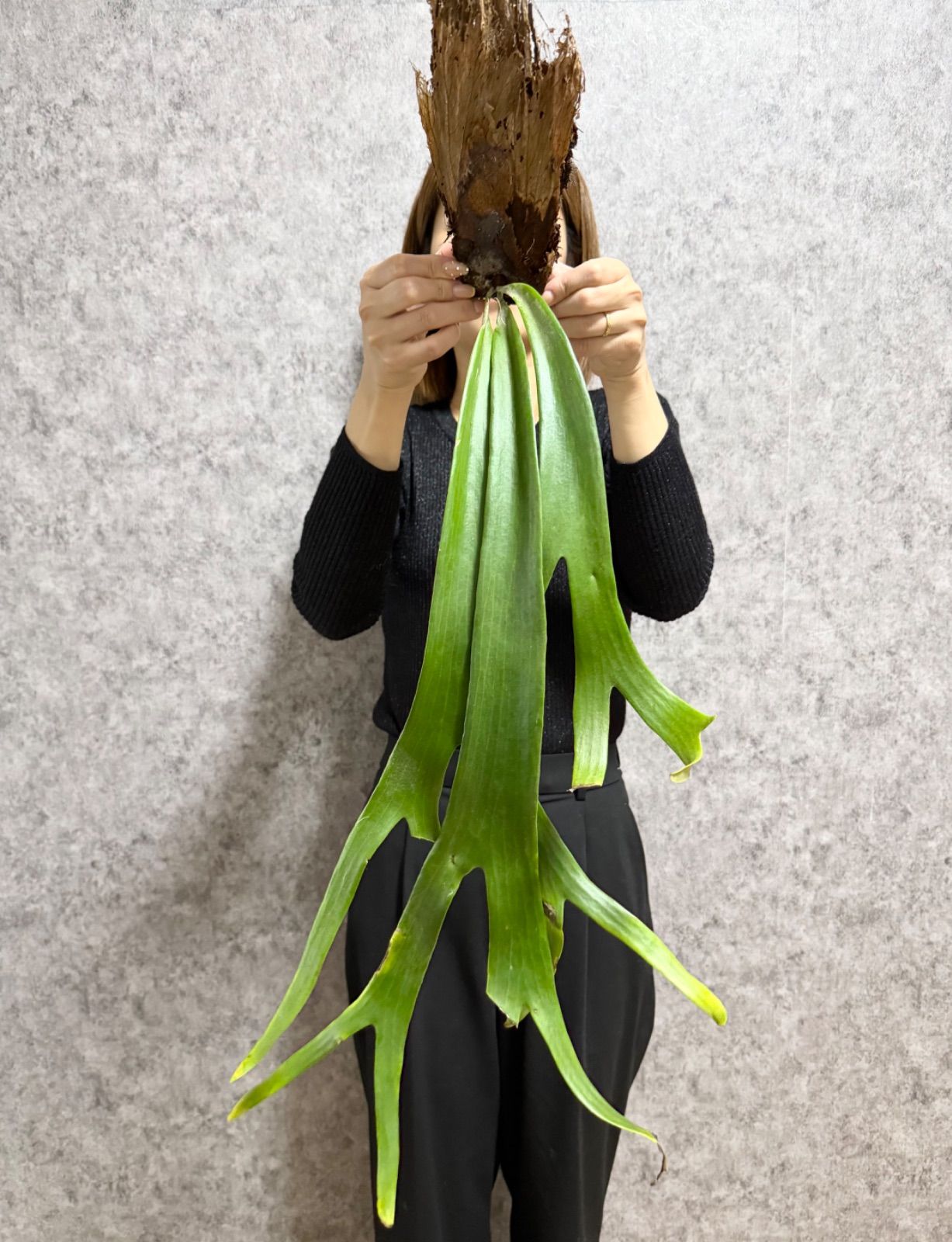 特大ビカクシダ ウィリンキーwild“east java