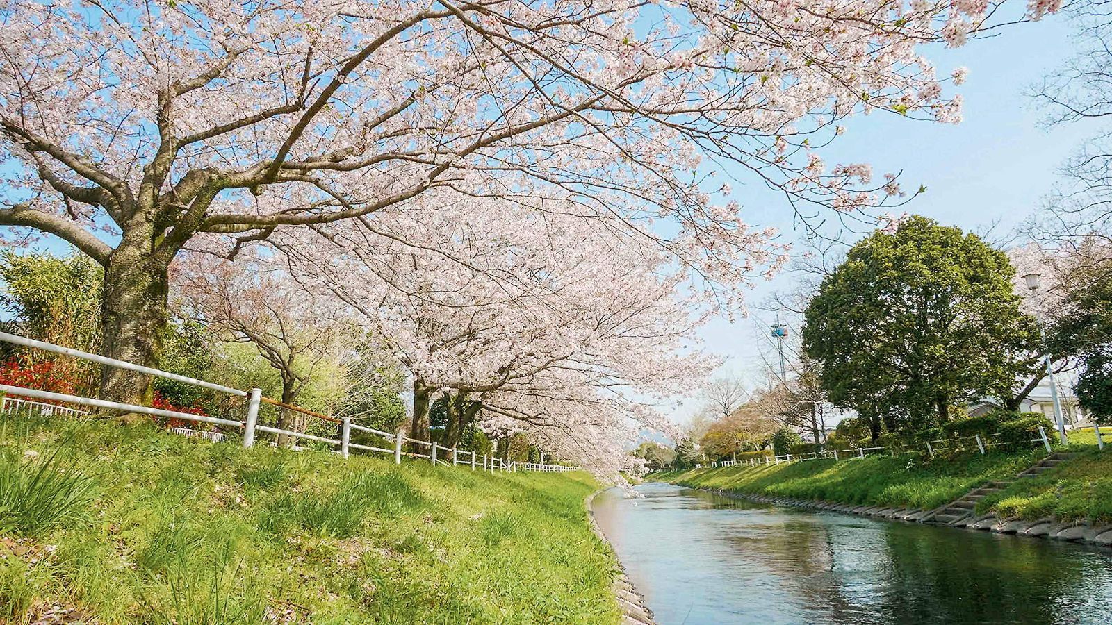 4K さくら HDR 春を彩る 華やかな桜のある風景 [Ultra HD Blu