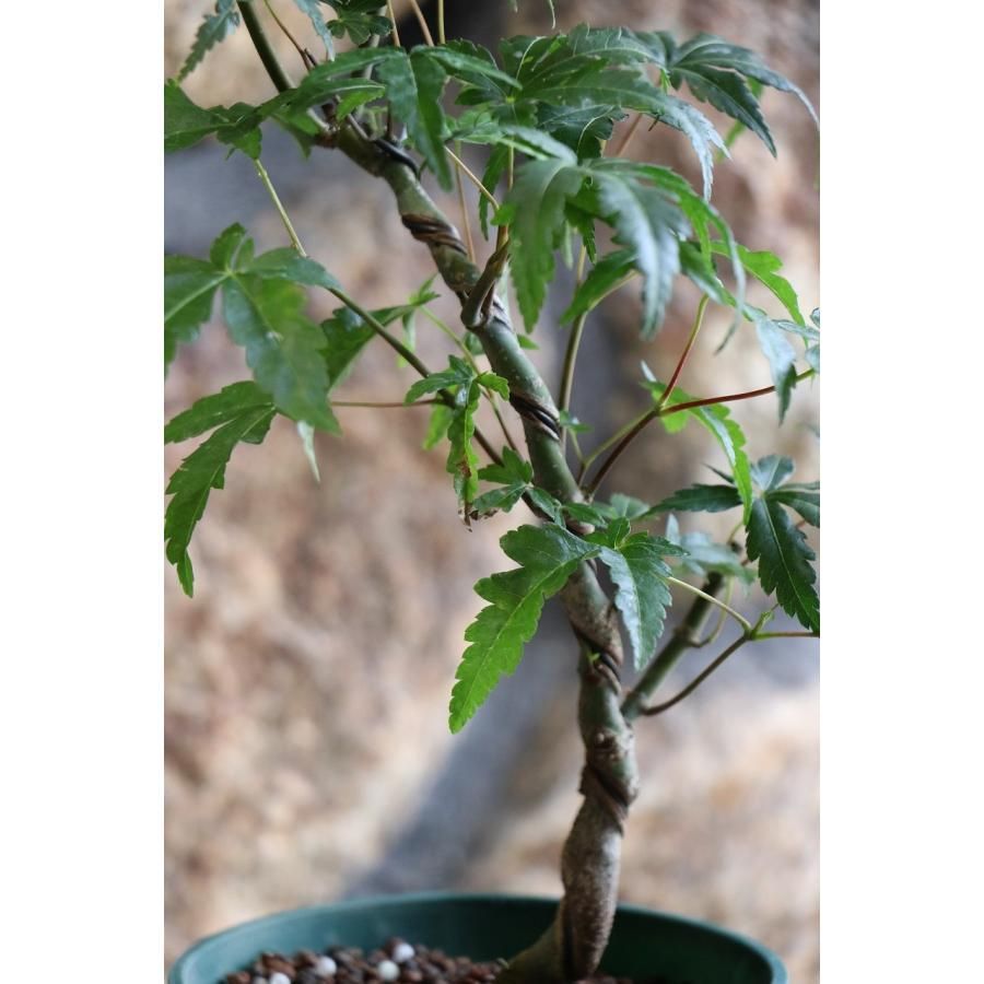 山モミジ 曲がり仕立て 4号鉢 1鉢販売 ヤマモミジ モミジ 紅葉