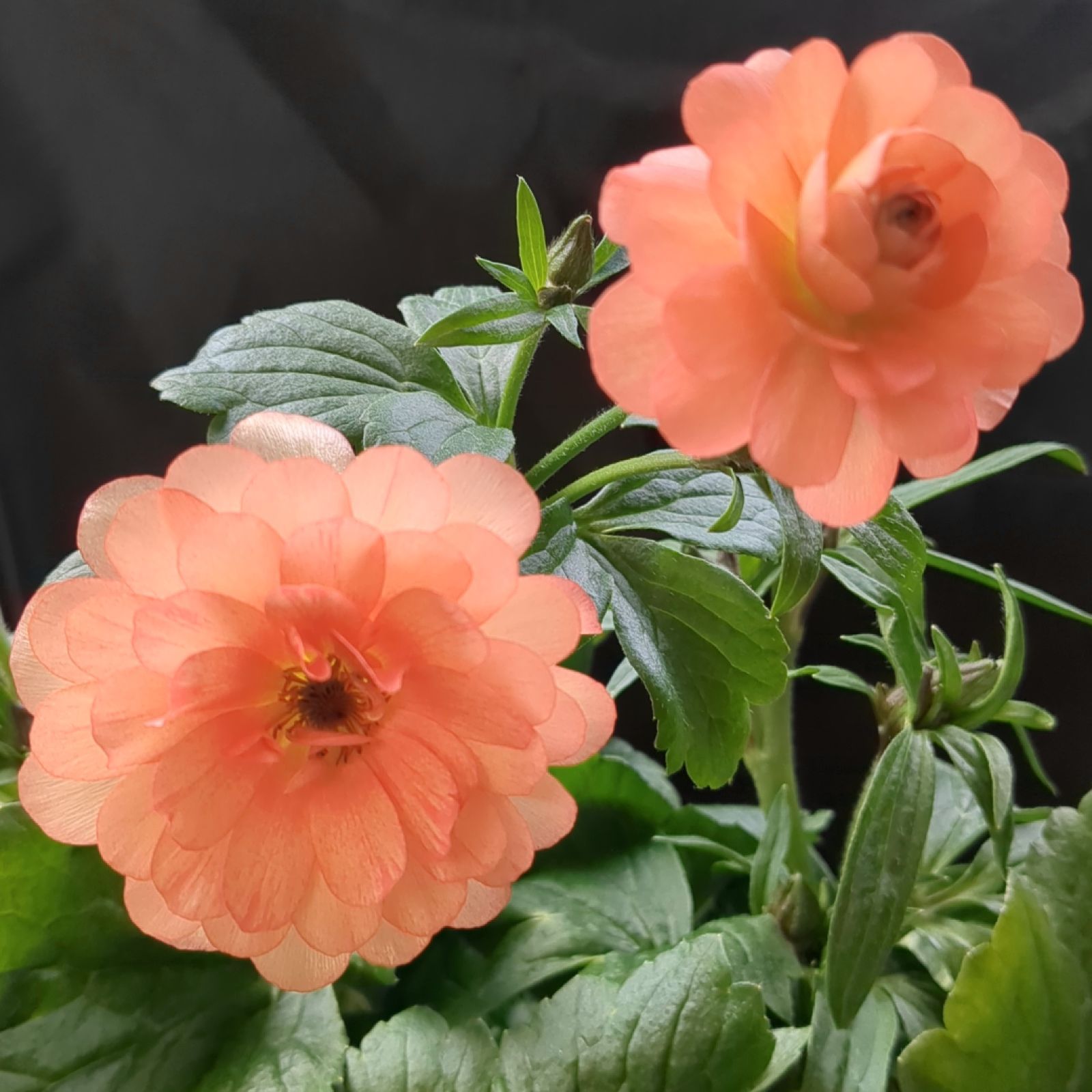 希少 5号スリット鉢 ラナンキュラスラックス『エリス』鉢のまま