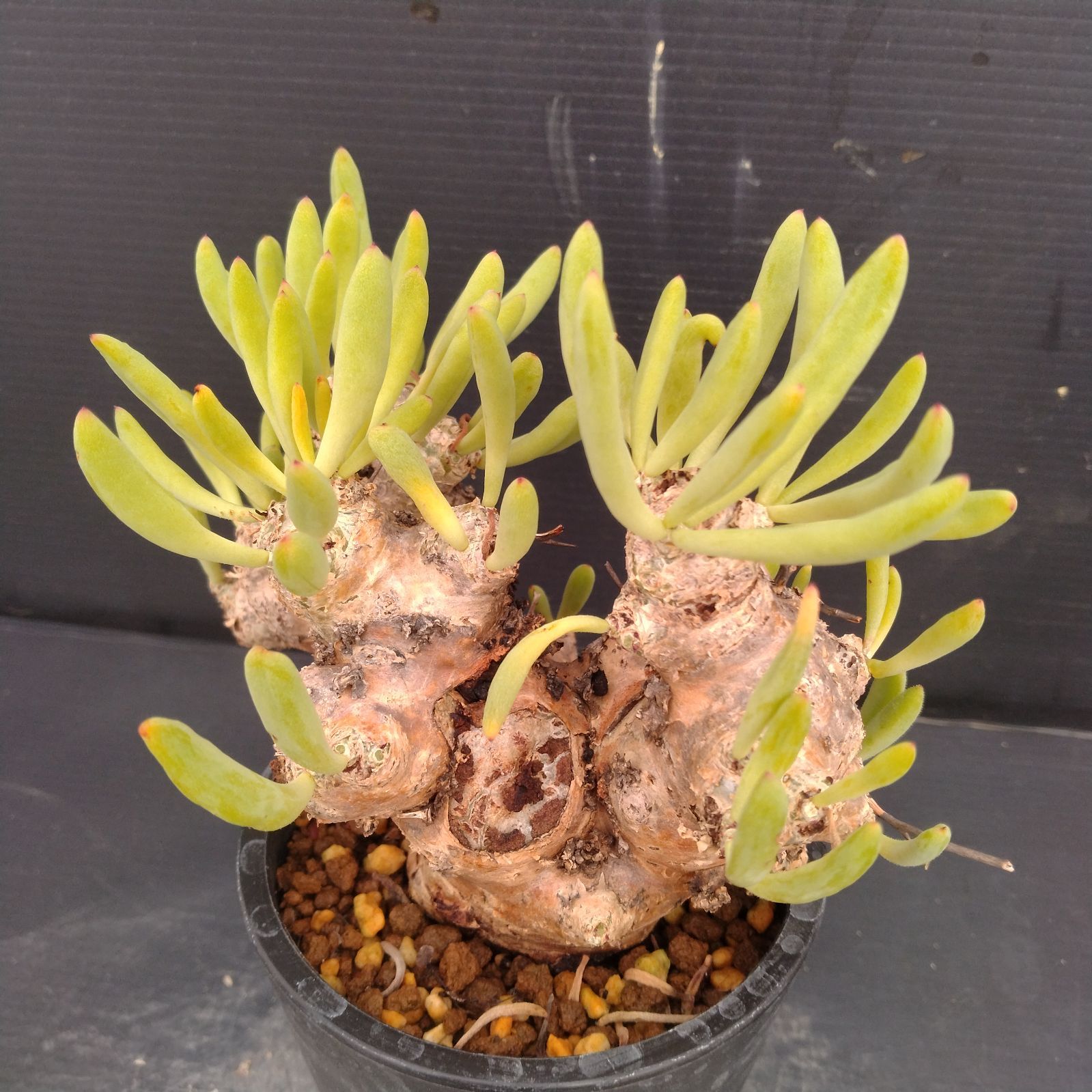 チレコドン 万物想 レティキュラータス 発根済 極美特大株 現地球