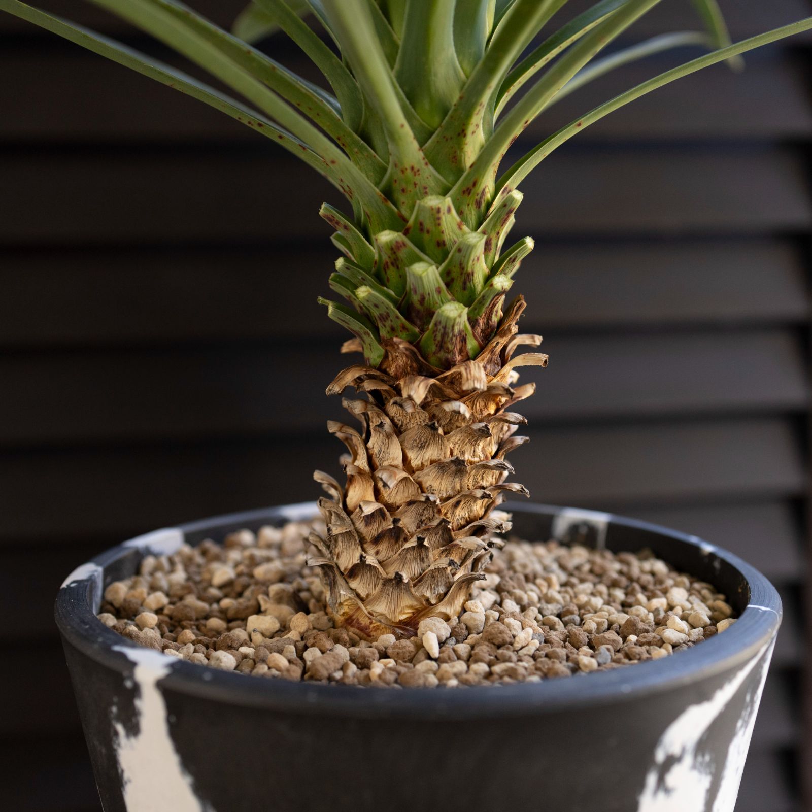 ユッカデスメティアーナYucca desmetiana 9月にpostした2枚目のpicの