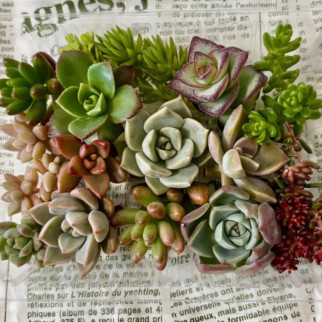 11)多肉植物 カット苗 寄せ植え 詰め合わせ セット - メルカリ