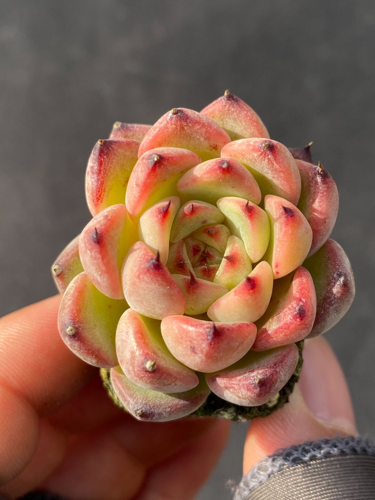 多肉植物　レア　天地　韓国苗 18570f964cbda28f3e2bcd6346ec97