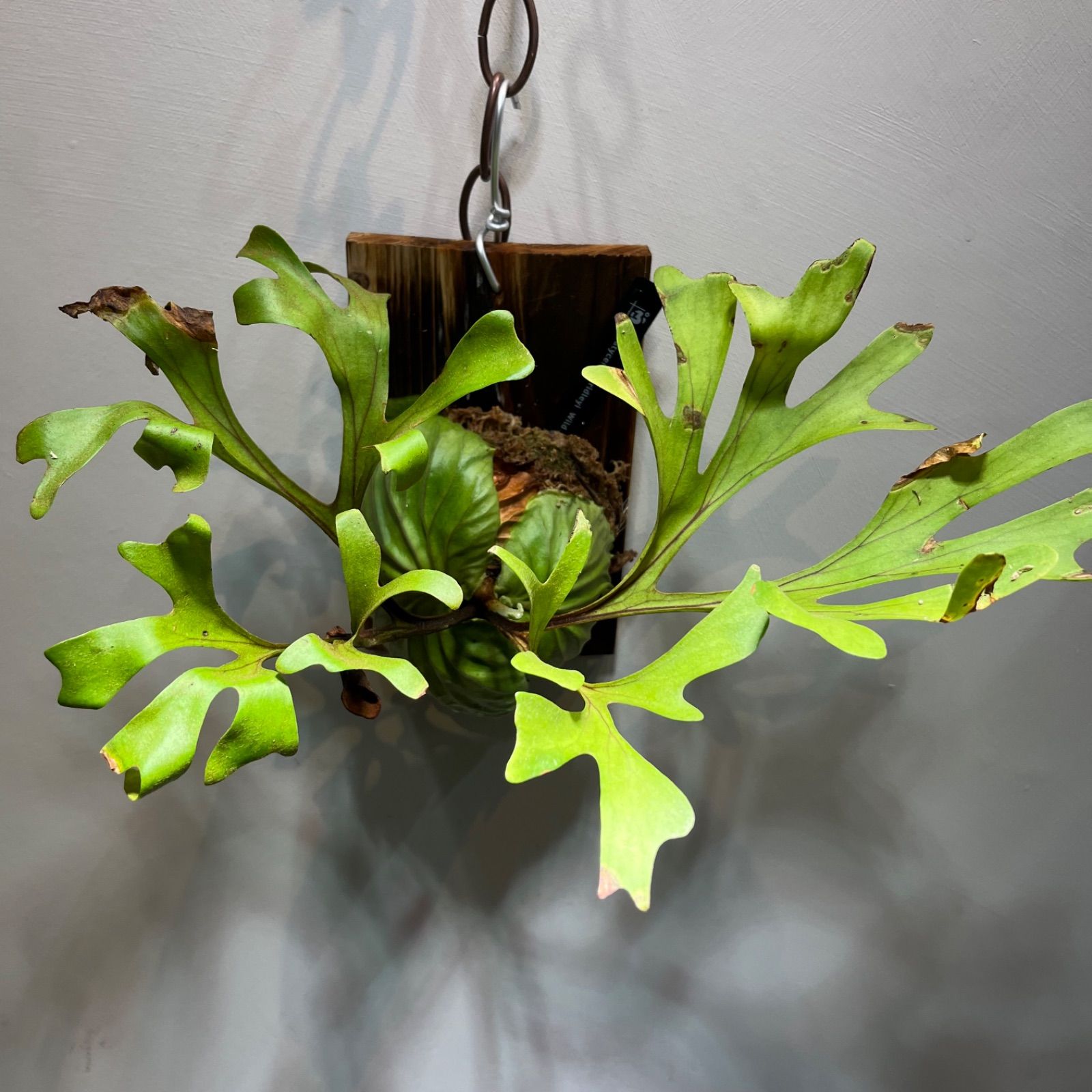 R-004 ビカクシダ リドレイ ワイルド株 Platycerium 'ridleyi