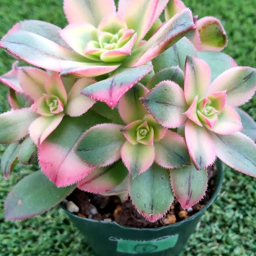 33#多肉植物アエオニウム錦❤️ガ—ネット花顏錦❤️1大頭14cm拔き苗