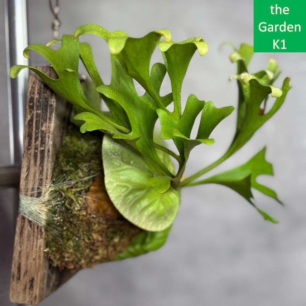 ビカクシダ リドレイ ザ・ファームセレクト]ビカクシダ（コウモリラン