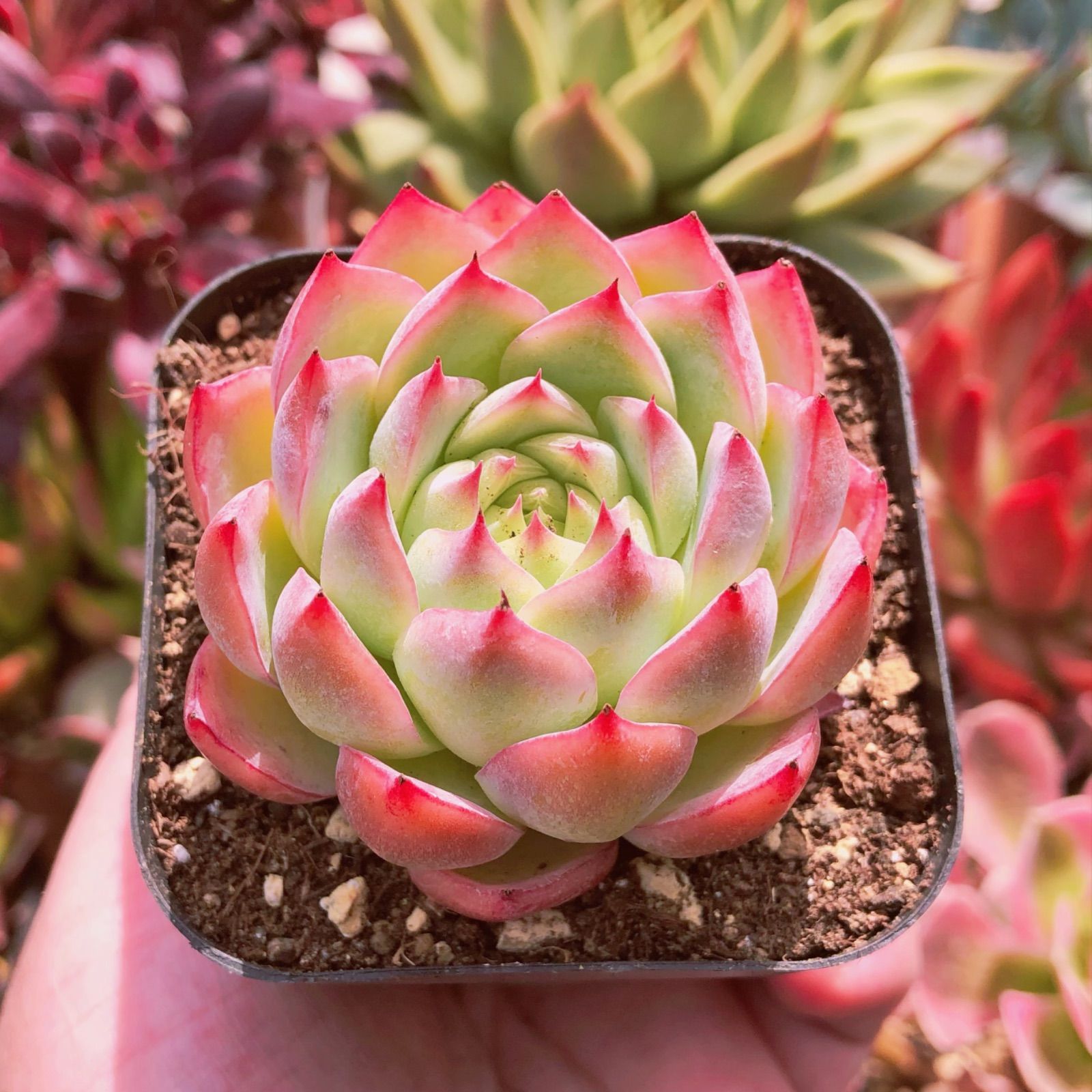 多肉植物 ピンククリスタルローズ 抜き苗 るる農園 - メルカリ