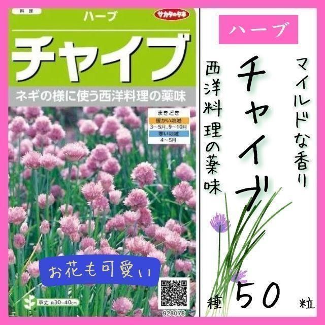 アサツキに似た香り「チャイブ」５０粒～お花も可愛く寄せ植えにも