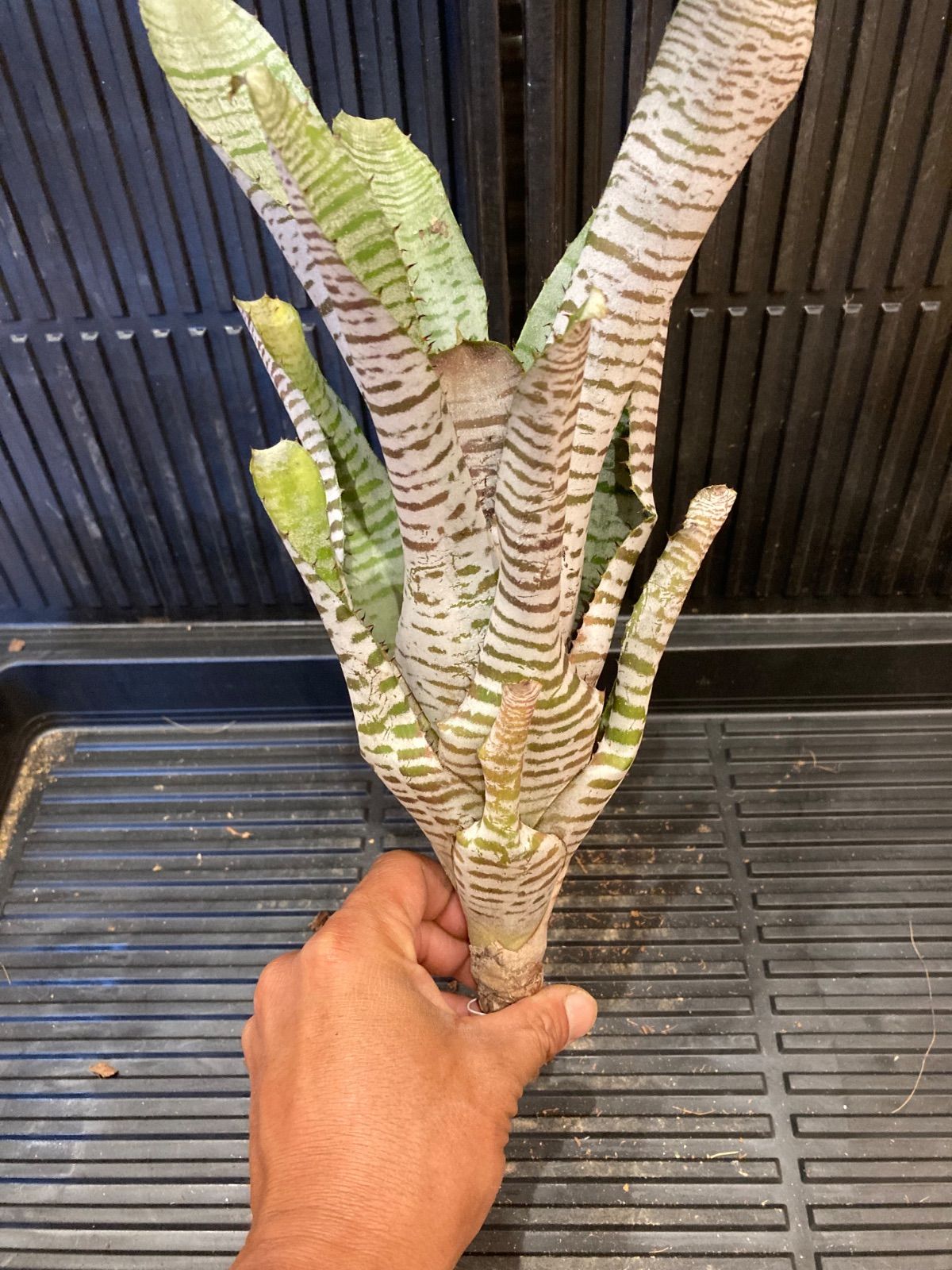 送料無料】Aechmea 'DeLeon's Chantinii'〔エクメア〕現品発送A175